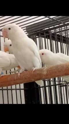 If anyone exchange love birds with  Godeyen if have love birds