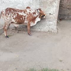 cow/ cholistani / cow