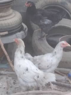 hens f