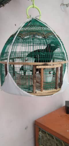 Tetaar kuhati 03200451504