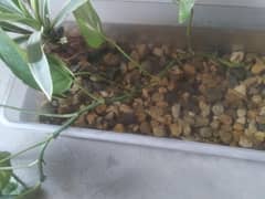 Breeder koi fish pairs