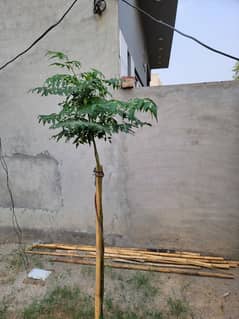 Chinaberry tree. short hight tree
