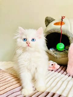 Persian cat My WhatsApp 03038430702