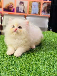 Cat | cat baby | Persian ᵔ⁠ᴥ⁠ᵔ| Blue eyes | ωatsap ʘƷƷƷᴥ୨51୨ʘƷ8 Kro