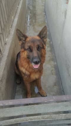gsd puppy for sale