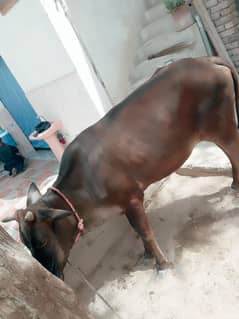 Qurbani