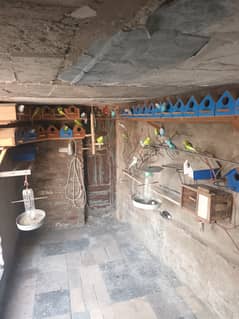 70 parrots yani 35 pairs hain