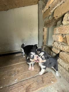 Siberian husky puppies blue eyes wooly coat