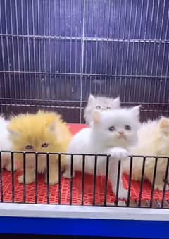 Cat | cat baby | Persian | Blue eyes | ωatsap ʘƷƷƷ⁐̤୨51୨ʘƷ8 Kro