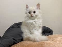 Persian