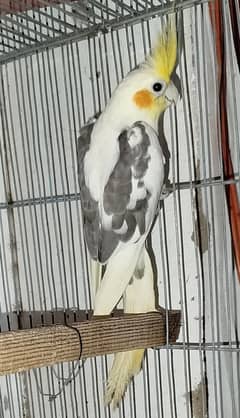 V paid cockatiel