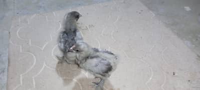 white or black poilsh chick or blue heavy buff chick