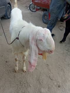 qurbani