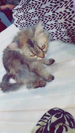 we're sale the cat