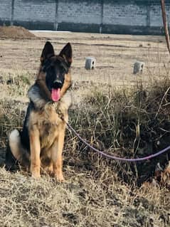 German shepherds