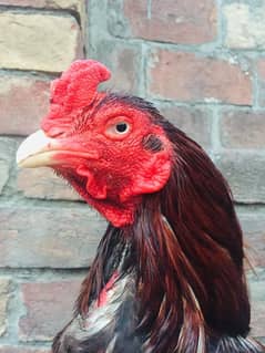 pure mainwali Aseel murgi and murga with one eye