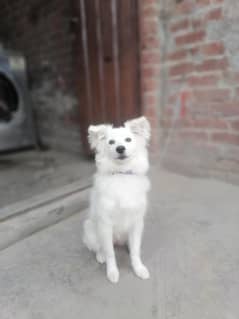 Russian female for sale