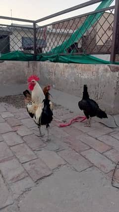 Egg laying hens
