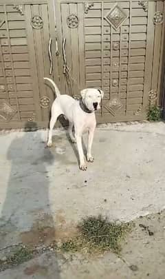 bully