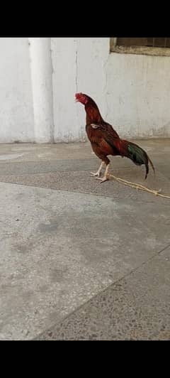 aseel pattha for sale Rawalpindi