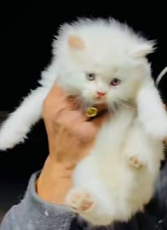 Cat | cat baby | Persian | Blue eyes | ωatsap ʘƷƷƷ୨51୨ʘƷ8 Kro