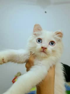 Adopt Persian kitten | triple coated Kittens | 03332540881
