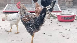 Golden misre urgent sale