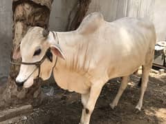 2 Dant khobsurat Bachra Urgent Sale.