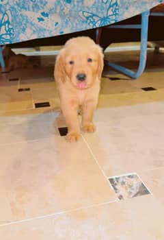 American golden retriever puppies