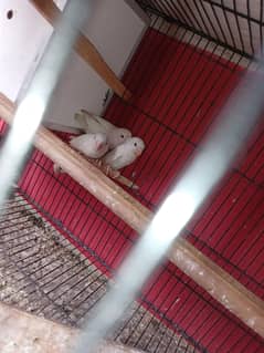 house healthy birds