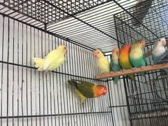 Love birds