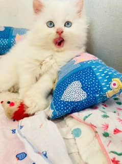 Persian cat My WhatsApp 03038430702