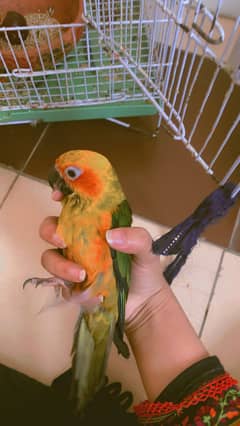 Jendy