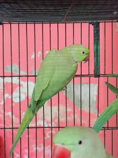 breeder pair for sale