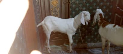 bakra for sale || qurbani wala bakra