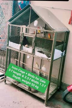 Birds for sale