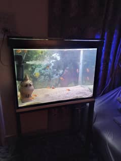 completed aquarium