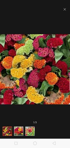 cockscomb