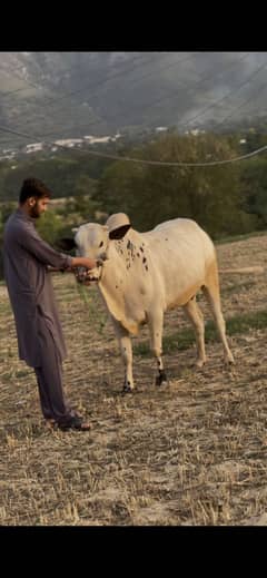 Fathyjhangi