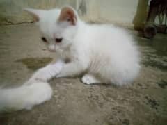 persian kitten White