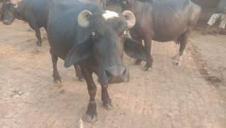 pure neeli Ravi pelen jhoti for sale