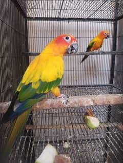 sun conure breeder pair