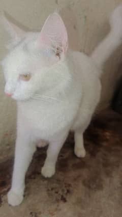 Persian Cute Cat Washroom Trained for Sell