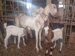 Bakra,Bakre,bakray,Andu,bacha,bakri,goat,
