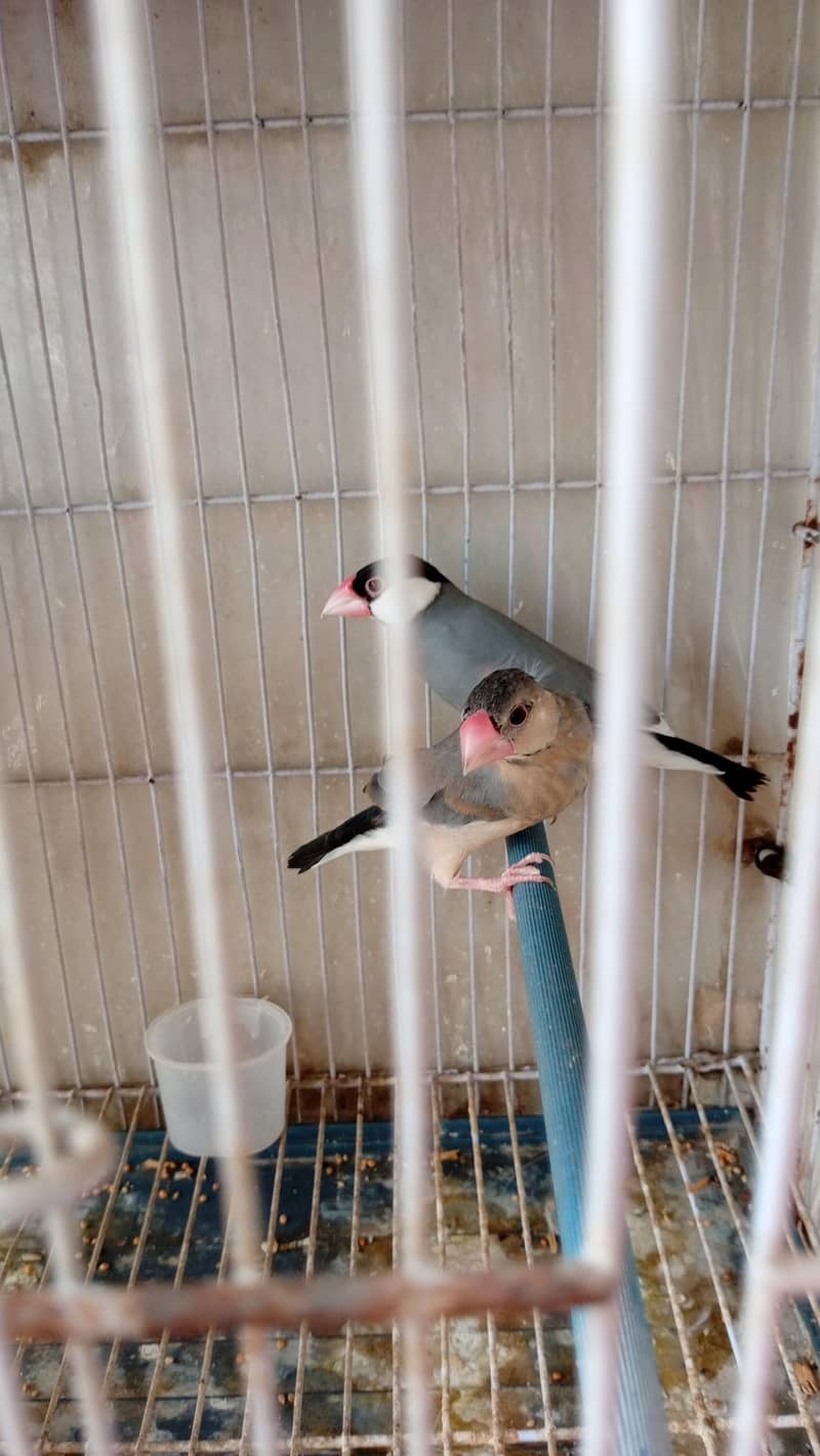 Finch Java 2