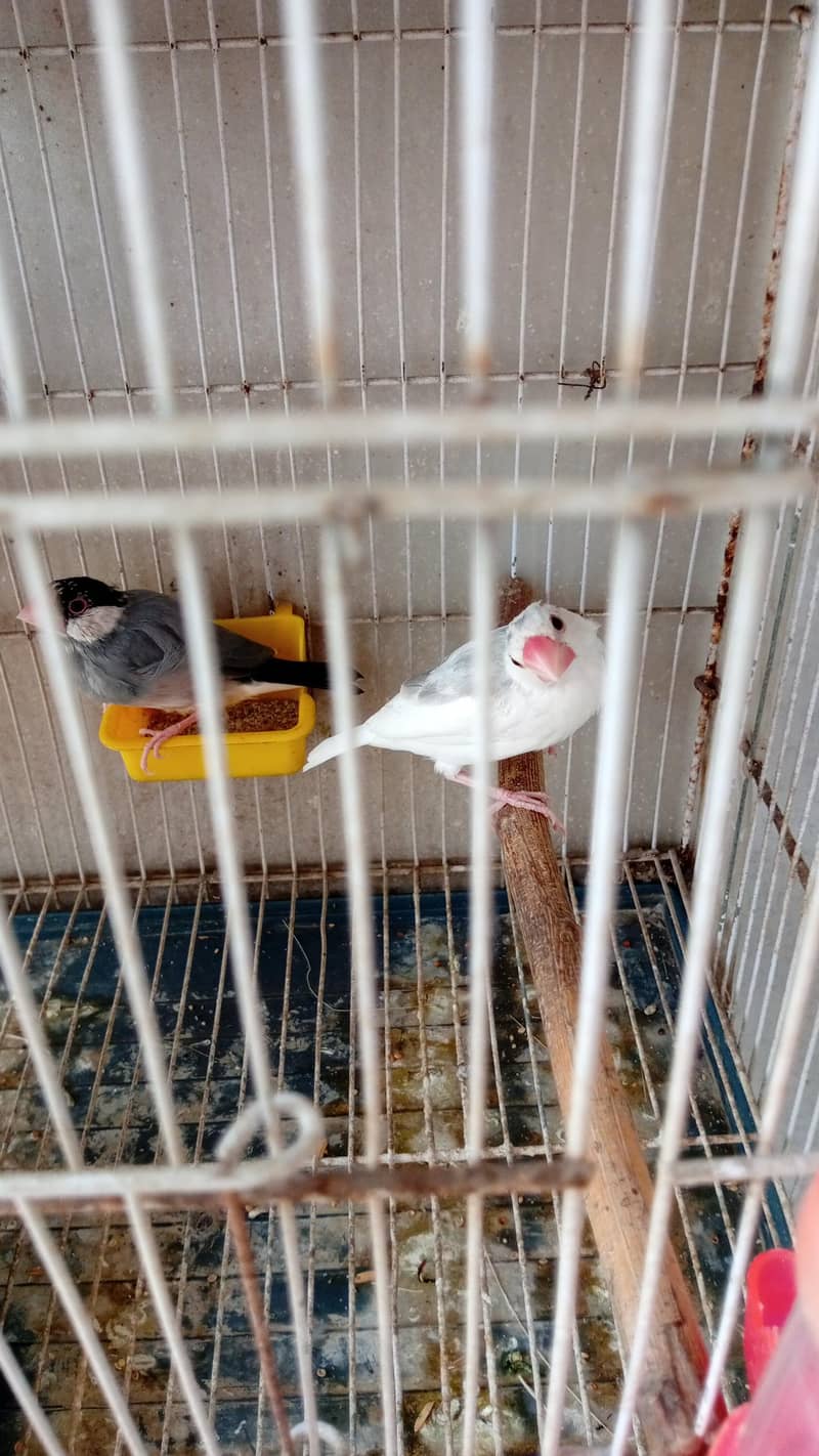Finch Java 3