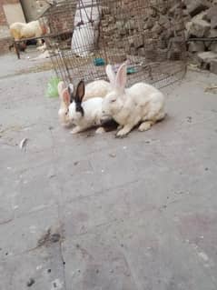 new Zealand rabbit pair