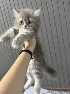 Age 2months male