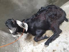 BLACK FLUFFY GOAT for Sale