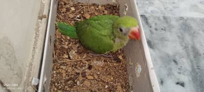 cheks wildlife registered in Fateh Jang City